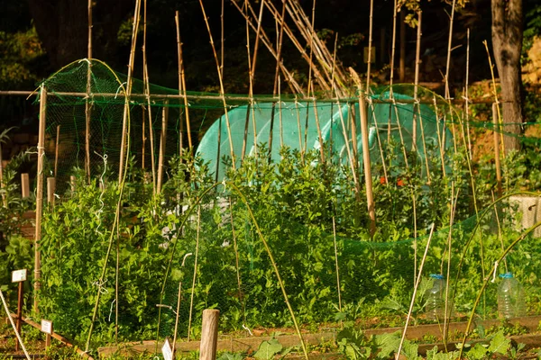 Eine Nahaufnahme Von Bohnenstützen Bio Garten — Stockfoto