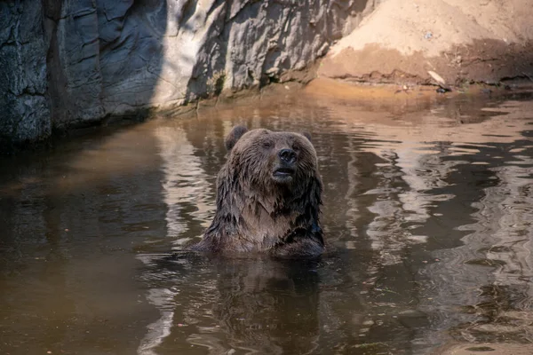 Μια Χαριτωμένη Αρκούδα Που Κολυμπάει Στο Ποτάμι — Φωτογραφία Αρχείου
