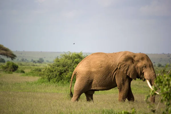 Piękna Scena Safari Słoniem — Zdjęcie stockowe