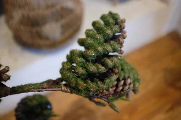 Top View Closeup Decorative Pine Cones Covered Green Moss Taken — Stock Photo, Image