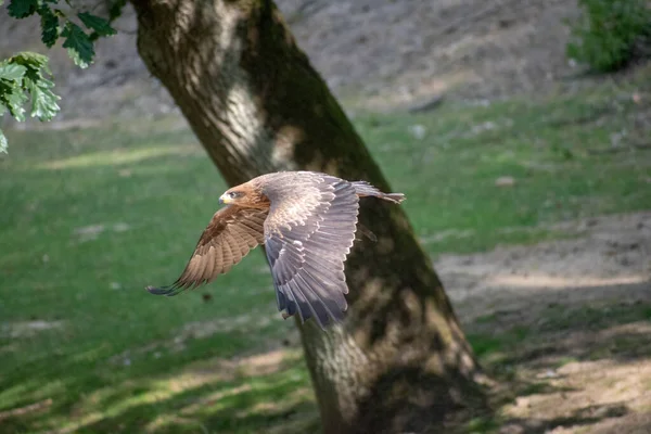 Tiro Seletivo Foco Uma Águia Voadora — Fotografia de Stock