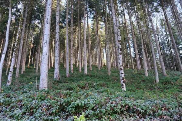 Vysoké Břízy Zeleném Lese — Stock fotografie