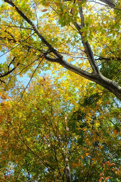 Вертикальный Снимок Осенней Короны Дерева — стоковое фото