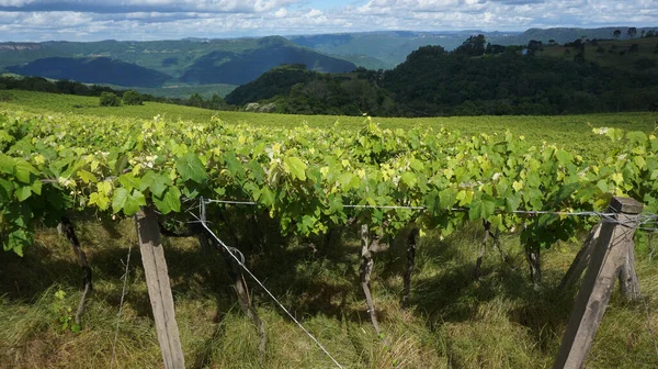 Primer Plano Viñedo Bajo Cielo Nublado — Foto de Stock