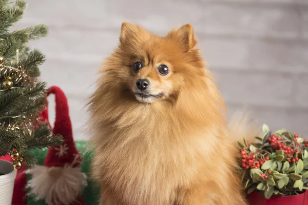 Eine Nahaufnahme Eines Entzückenden Braunen Pommerschen Spitzes Mit Weihnachtsschmuck Drumherum — Stockfoto