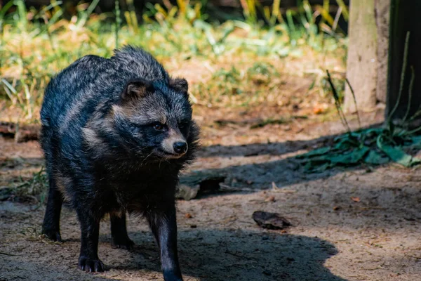 Szopowy Pies Schwytany Wildpark Schwarze Berge Koło Hamburga — Zdjęcie stockowe