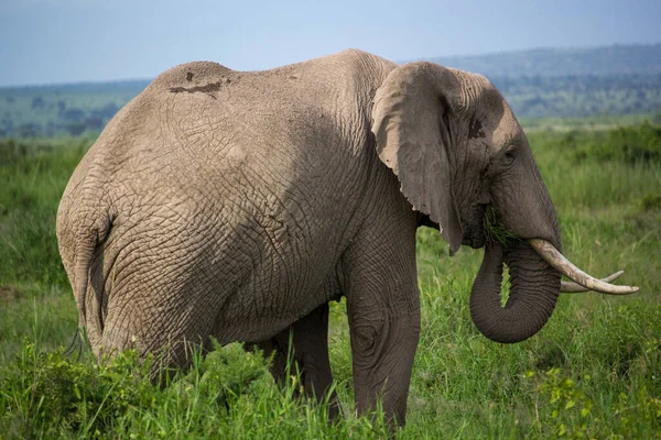 Een Prachtige Safari Scene Met Een Olifant — Stockfoto