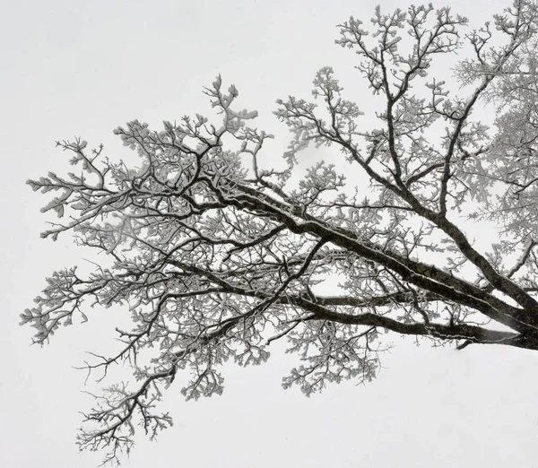 Krásný Strom Mrazem Pokryté Větve Bílém Sněhu Pozadí — Stock fotografie
