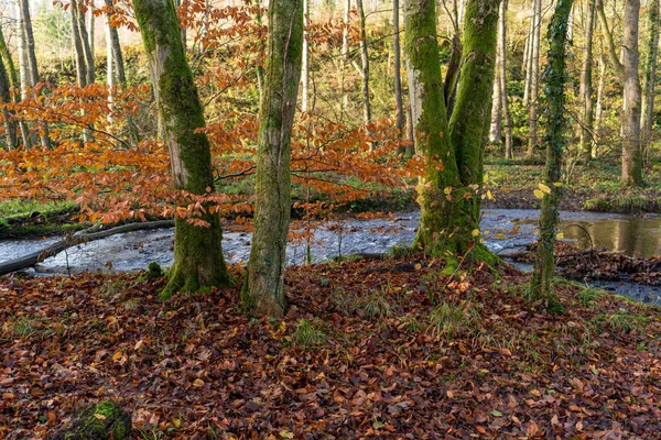 Sonbahar Yapraklarıyla Kaplı Bir Ormandan Akan Bir Nehir — Stok fotoğraf