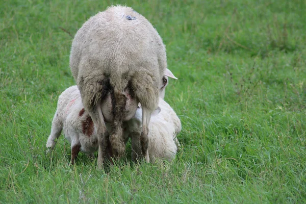 Widok Maleńkiej Białej Uroczej Owcy Jedzącej Trawę Polu Rozmytym Tle — Zdjęcie stockowe