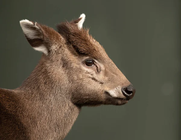 Ett Porträtt Ett Gulligt Rådjur — Stockfoto