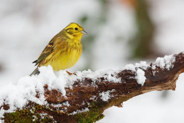 Nahaufnahme Eines Gelbhammervogels Der Auf Einem Mit Schnee Bedeckten Ast — Stockfoto
