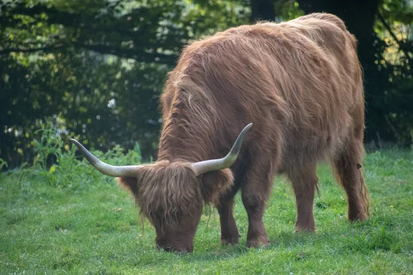一头棕色的公牛在田里吃草 — 图库照片