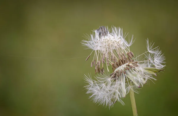 Primer Plano Una Flor Diente León Sobre Fondo Verde —  Fotos de Stock