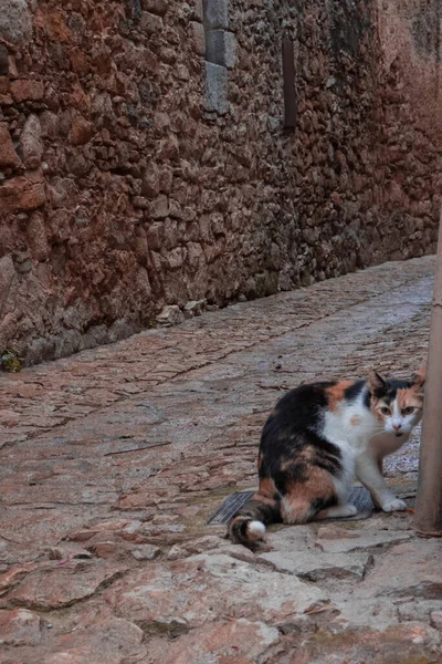 歩道でかわいいカリコ猫の垂直ショット — ストック写真