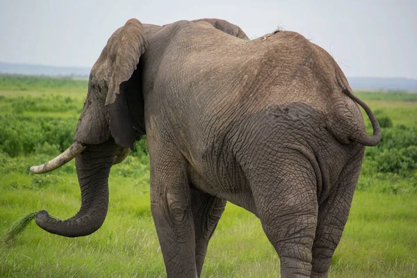 Bir Fille Güzel Bir Safari Sahnesi — Stok fotoğraf