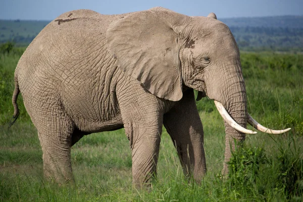 Beautiful Safari Scene Elephant — Stock Photo, Image