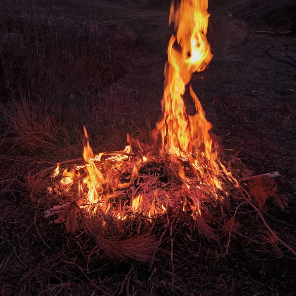 Een Helder Groeiend Vreugdevuur Brandende Boom Takken Een Woud — Stockfoto