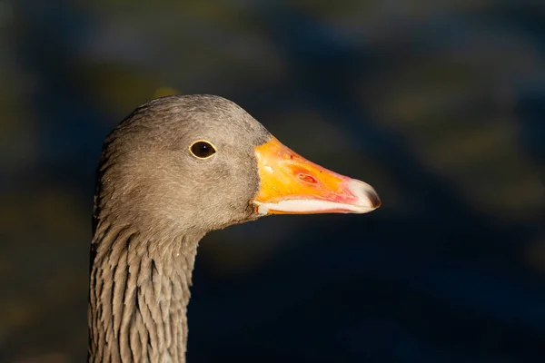 Φωτογραφία Προφίλ Χήνας Greylag Anser Anser Πουλί Στη Λίμνη Του — Φωτογραφία Αρχείου