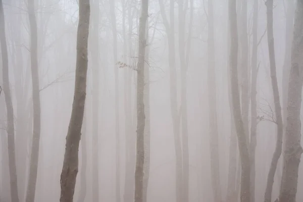 Пейзаж Лесу Листьев Туманом — стоковое фото