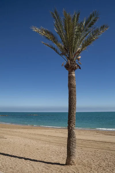 昼間のビーチでのヤシの木の垂直ショット — ストック写真