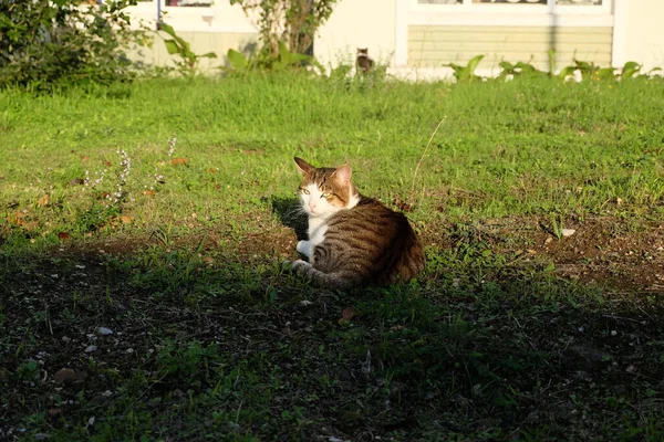 Closeup Brown Striped Cat Lying Ground Sunlight — Stock Photo, Image
