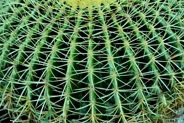 Cacto Barril Endémico México Textura Sem Costura Com Espinhos Cacto — Fotografia de Stock