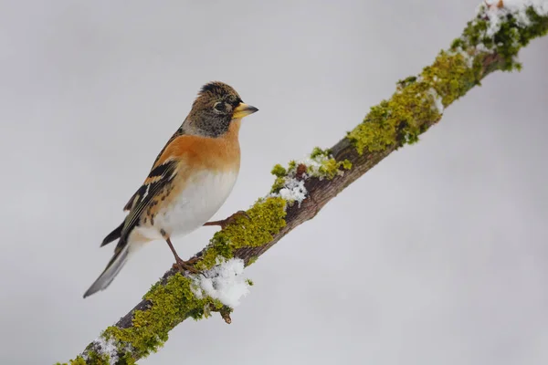 Nahaufnahme Eines Brammelnden Vogels Der Auf Einem Schneebedeckten Ast Hockt — Stockfoto