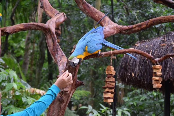 A true parrot receiving food from a person