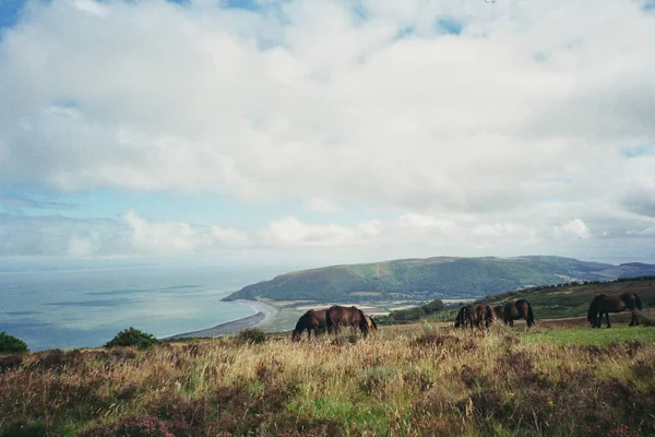 Herd Horses Grazing Seaside Filed Heavy Cloudscape — Stock Photo, Image