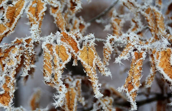 Makro Záběr Suchého Podzimního Listí Pokrytého Chrastítkem — Stock fotografie