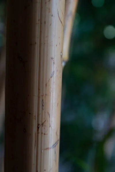 Вертикальний Макрознімок Бамбукового Стовбура — стокове фото