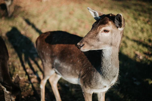 Closeup Shot Deer Sunlight — Stock Photo, Image
