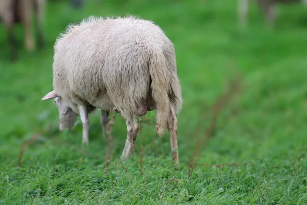 Μια Άποψη Ενός Μικροσκοπικού Λευκό Χαριτωμένο Πρόβατα Τρώει Γρασίδι Στο — Φωτογραφία Αρχείου