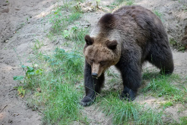 Ein Süßer Bär Auf Den Felsen — Stockfoto