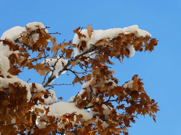 Eine Flache Aufnahme Von Ästen Mit Schnee Auf Blauem Himmel — Stockfoto