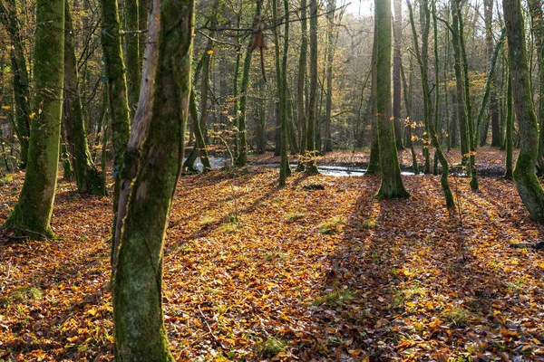Une Rivière Qui Coule Travers Une Forêt Avec Lumière Soleil — Photo