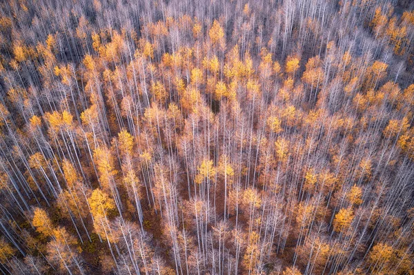 Flygbild Ett Vackert Höstlandskap — Stockfoto