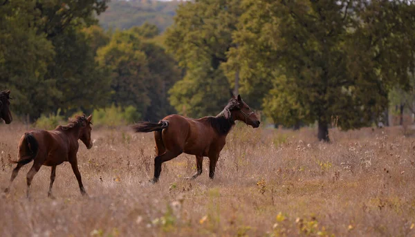 Ein Pony Und Seine Mutter Laufen Durch Eine Von Bäumen — Stockfoto