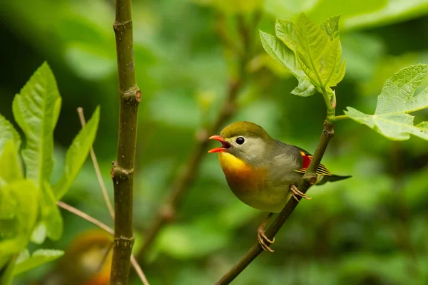 Selektivní Záběr Roztomilého Zpívajícího Leiothrix Ptáka Červenými Fakturami Sedícího Stromě — Stock fotografie