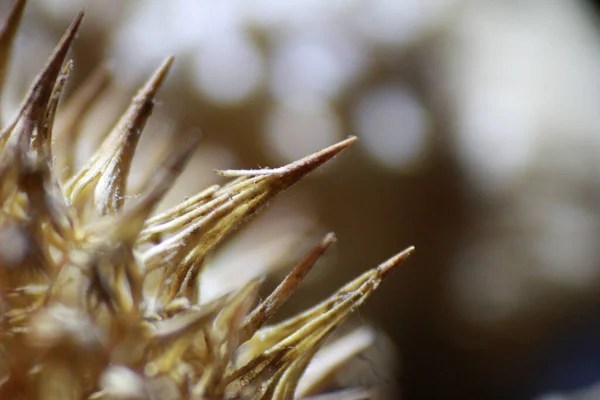 スパイク状の植物のクローズアップショット — ストック写真
