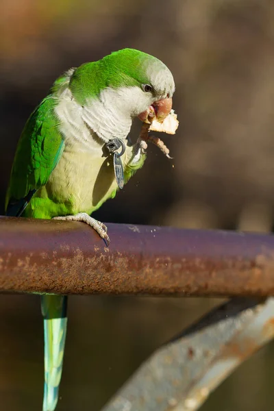 Ekmek Yiyen Komik Bir Papağanın Seçici Odak Noktası — Stok fotoğraf