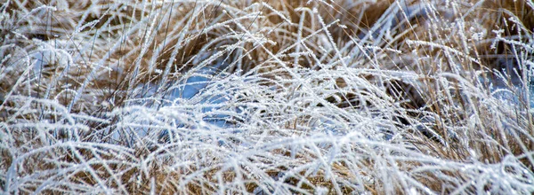 Panoramic Shot Frozen Grass Cold Winter — Stock Photo, Image