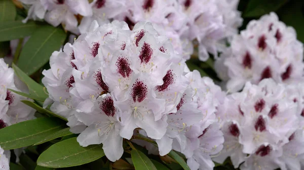 Vacker Bild Blommande Vita Rhododendron Blommor Med Rosa Insida — Stockfoto