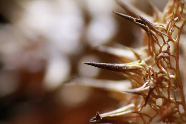 Крупный План Растения Шипами — стоковое фото