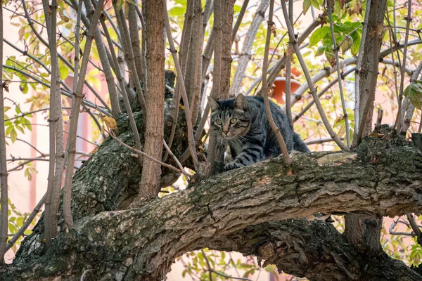 Gros Plan Beau Chat Errant Rayé Marchant Sur Arbre Dans — Photo