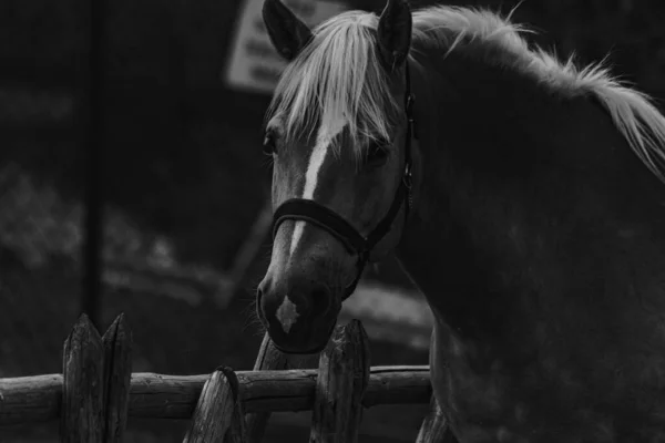 Een Grijswaarden Close Portret Van Een Prachtig Paard Een Hoofdstel — Stockfoto