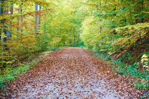 Bir Sonbahar Parkı Sahnesi Yolda Kurumuş Yapraklar — Stok fotoğraf