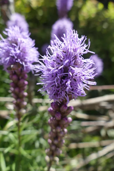 Colpo Verticale Lavanda — Foto Stock