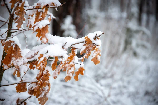冬雪覆盖的树枝在森林中的一个有选择的焦点 — 图库照片